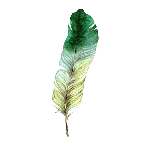 Watercolor Bird Feather Wing Isolated Aquarelle Feather Background Texture Wrapper — Stock Photo, Image