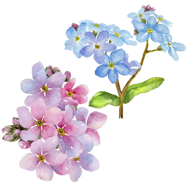 Barevné Pomněnka Květinové Botanické Květin Divoký Jarní Listové Wildflower Izolován — Stock fotografie