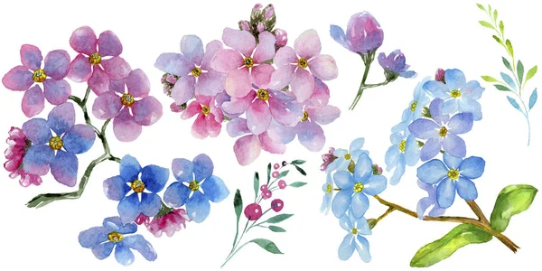 Renkli myosotis. Botanik çiçek. Vahşi bahar yaprak izole kır çiçeği. Arka plan, doku, sarıcı desen, çerçeve veya kenarlık için Aquarelle kır çiçeği.