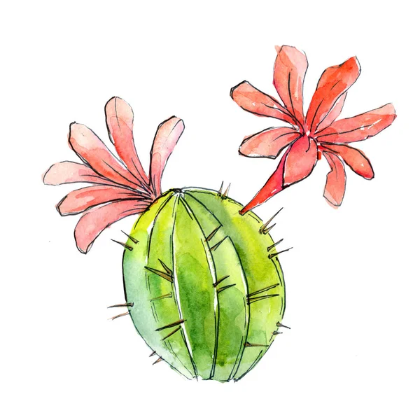 Cactus Tropical Vert Fleur Botanique Florale Feuille Sauvage Printemps Fleur — Photo