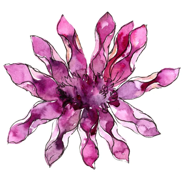 Mor güller. Botanik çiçek. Vahşi bahar yaprak izole kır çiçeği. Arka plan, doku, sarıcı desen, çerçeve veya kenarlık için Aquarelle kır çiçeği.