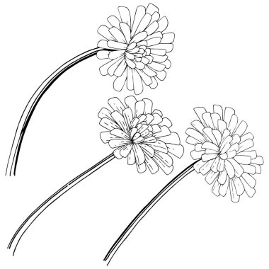 Karahindiba izole bir vektör tarzı. Bitki tam adı: karahindiba. Arka plan, doku, sarıcı desen, çerçeve veya kenarlık için vektör çiçek.