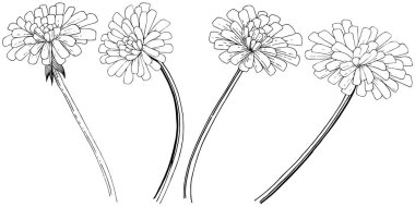 Karahindiba izole bir vektör tarzı. Bitki tam adı: karahindiba. Arka plan, doku, sarıcı desen, çerçeve veya kenarlık için vektör çiçek.