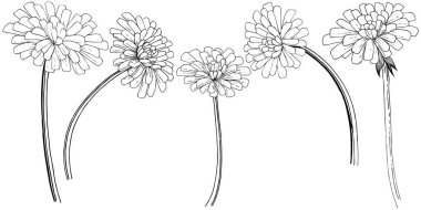 Karahindiba izole bir vektör tarzı. Bitki tam adı: karahindiba. Arka plan, doku, sarıcı desen, çerçeve veya kenarlık için vektör çiçek.