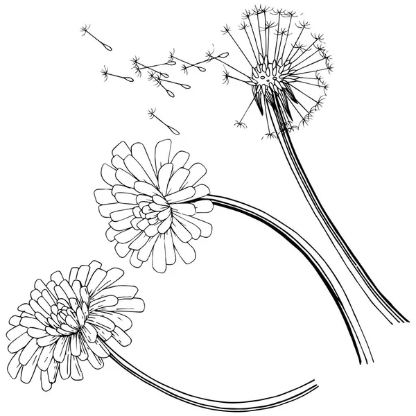 Одуванчик Векторном Стиле Изолирован Полное Название Завода Одуванчик Векторный Цветок — стоковый вектор