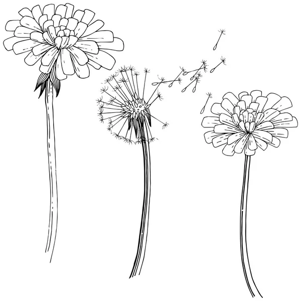 Karahindiba izole bir vektör tarzı. Bitki tam adı: karahindiba. Arka plan, doku, sarıcı desen, çerçeve veya kenarlık için vektör çiçek.