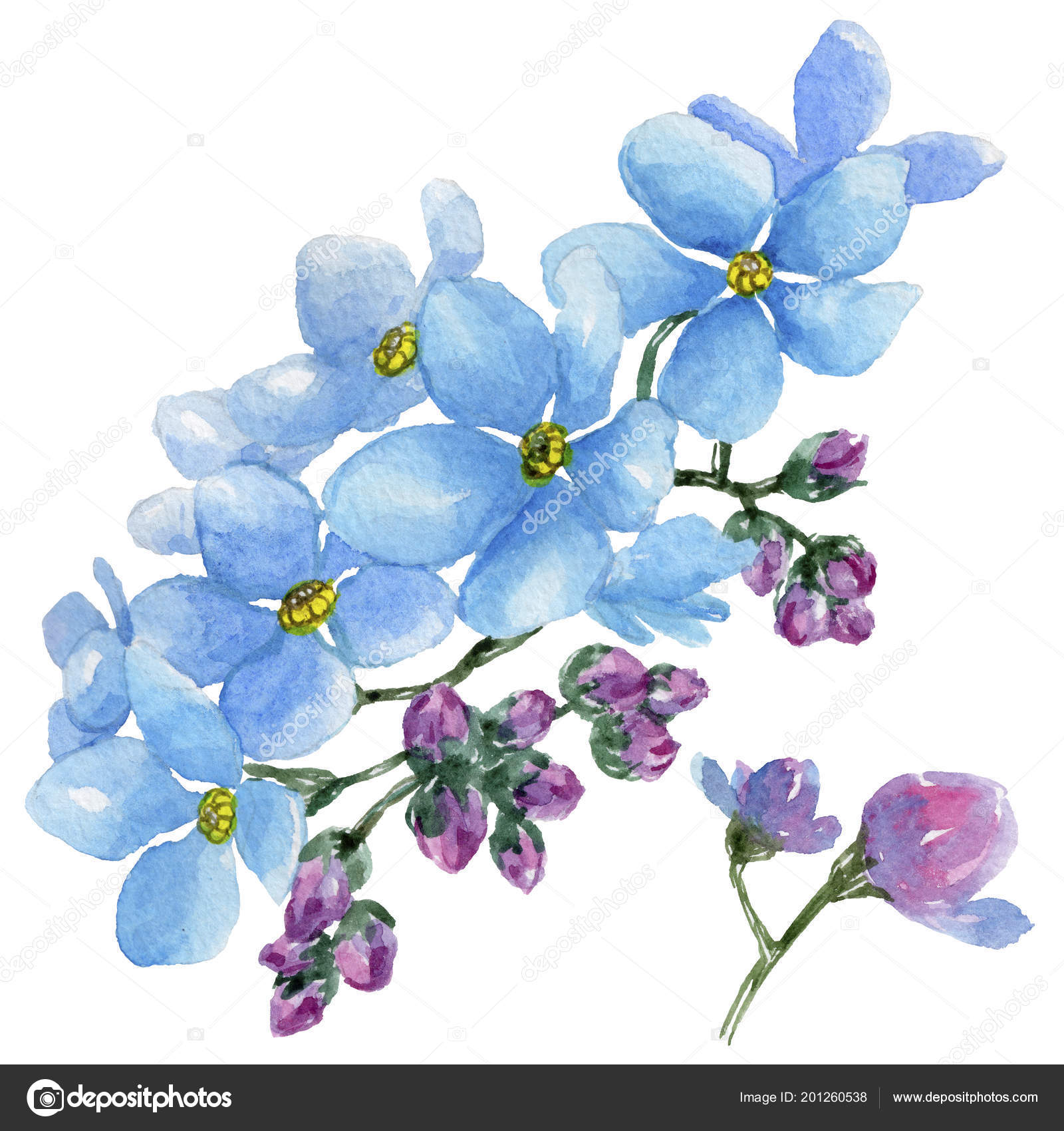 多彩的myosotis 花卉植物花野生春叶野花分离包装图案框架或边框的水彩画野花 图库照片 C Mystocks 多彩的myosotis 花卉植物花野生春叶野花分离包装图案框架或边框的水彩画野花 图库照片 C Mystocks
