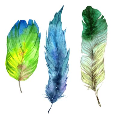 Suluboya kuş tüyü izole Wing. Aquarelle tüy için arka plan, doku, sarıcı desen, çerçeve veya kenarlık.