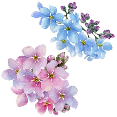 Renkli myosotis. Botanik çiçek. Vahşi bahar yaprak izole kır çiçeği. Arka plan, doku, sarıcı desen, çerçeve veya kenarlık için Aquarelle kır çiçeği.
