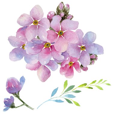 Renkli myosotis. Botanik çiçek. Vahşi bahar yaprak izole kır çiçeği. Arka plan, doku, sarıcı desen, çerçeve veya kenarlık için Aquarelle kır çiçeği.