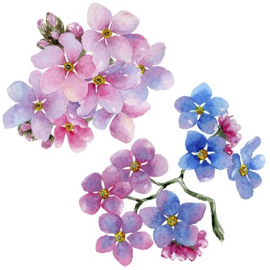 Renkli myosotis. Botanik çiçek. Vahşi bahar yaprak izole kır çiçeği. Arka plan, doku, sarıcı desen, çerçeve veya kenarlık için Aquarelle kır çiçeği.