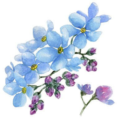 Renkli myosotis. Botanik çiçek. Vahşi bahar yaprak izole kır çiçeği. Arka plan, doku, sarıcı desen, çerçeve veya kenarlık için Aquarelle kır çiçeği.