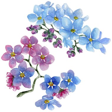 Renkli myosotis. Botanik çiçek. Vahşi bahar yaprak izole kır çiçeği. Arka plan, doku, sarıcı desen, çerçeve veya kenarlık için Aquarelle kır çiçeği.
