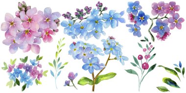 Renkli myosotis. Botanik çiçek. Vahşi bahar yaprak izole kır çiçeği. Arka plan, doku, sarıcı desen, çerçeve veya kenarlık için Aquarelle kır çiçeği.