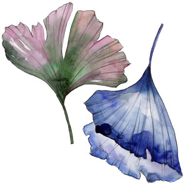 Ginkgo izole bir suluboya tarzında bırakır. Aquarelle yaprak için arka plan, doku, sarıcı desen, çerçeve veya kenarlık.