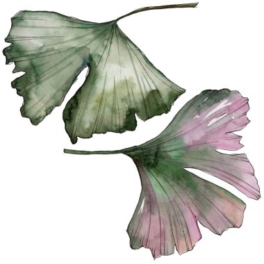 Ginkgo izole bir suluboya tarzında bırakır. Aquarelle yaprak için arka plan, doku, sarıcı desen, çerçeve veya kenarlık.