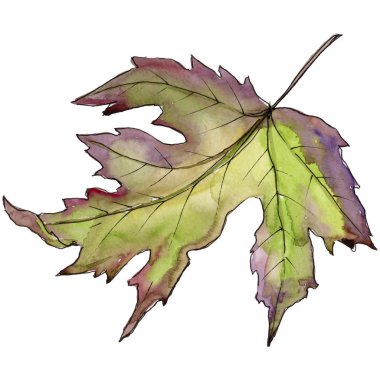 Akçaağaç izole bir suluboya tarzında bırakır. Aquarelle yaprak için arka plan, doku, sarıcı desen, çerçeve veya kenarlık.