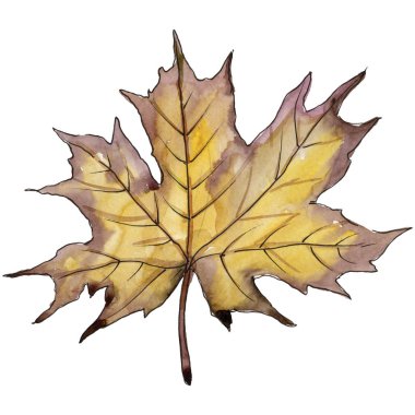 Akçaağaç izole bir suluboya tarzında bırakır. Aquarelle yaprak için arka plan, doku, sarıcı desen, çerçeve veya kenarlık.