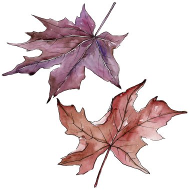 Akçaağaç izole bir suluboya tarzında bırakır. Aquarelle yaprak için arka plan, doku, sarıcı desen, çerçeve veya kenarlık.