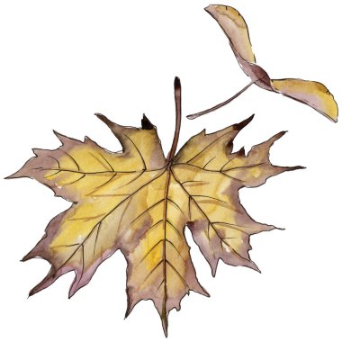 Akçaağaç izole bir suluboya tarzında bırakır. Aquarelle yaprak için arka plan, doku, sarıcı desen, çerçeve veya kenarlık.