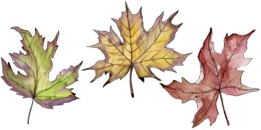 Akçaağaç izole bir suluboya tarzında bırakır. Aquarelle yaprak için arka plan, doku, sarıcı desen, çerçeve veya kenarlık.