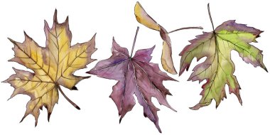 Akçaağaç izole bir suluboya tarzında bırakır. Aquarelle yaprak için arka plan, doku, sarıcı desen, çerçeve veya kenarlık.