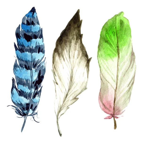 Watercolor Bird Feather Wing Isolated Aquarelle Feather Background Texture Wrapper — Stock Photo, Image