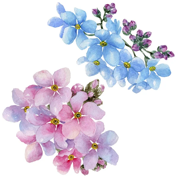 Renkli myosotis. Botanik çiçek. Vahşi bahar yaprak izole kır çiçeği. Arka plan, doku, sarıcı desen, çerçeve veya kenarlık için Aquarelle kır çiçeği.