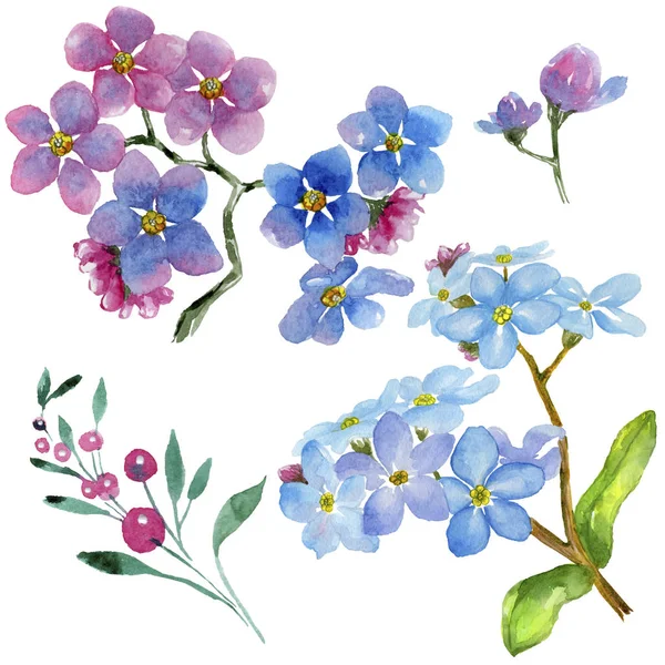 多彩的 Myosotis 花卉植物花 野生春叶野花分离 包装图案 框架或边框的水彩画野花 — 图库照片
