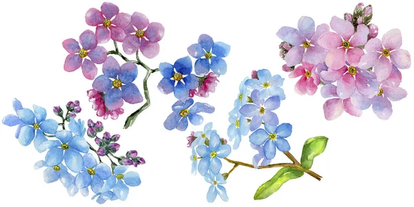 Renkli myosotis. Botanik çiçek. Vahşi bahar yaprak izole kır çiçeği. Arka plan, doku, sarıcı desen, çerçeve veya kenarlık için Aquarelle kır çiçeği.