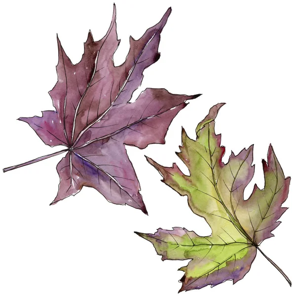 Feuilles Érable Dans Style Aquarelle Isolé Feuille Aquarelle Pour Fond — Photo