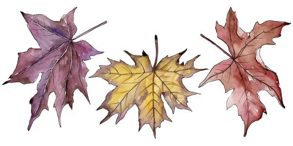 Feuilles Érable Dans Style Aquarelle Isolé Feuille Aquarelle Pour Fond — Photo