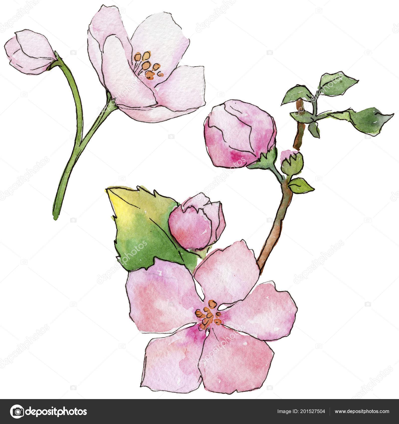 Fleurs Rose Cerise Fleur Botanique Floral Fleurs Sauvages