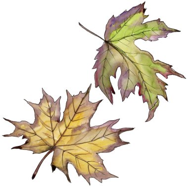 Akçaağaç yaprağı. Yaprak bitki botanik bahçe çiçek yaprakları.