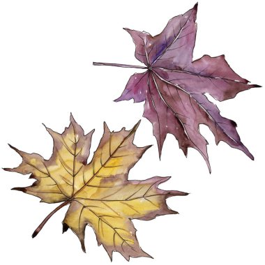 Akçaağaç yaprağı. Yaprak bitki botanik bahçe çiçek yaprakları.