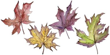 Akçaağaç yaprağı. Yaprak bitki botanik bahçe çiçek yaprakları.