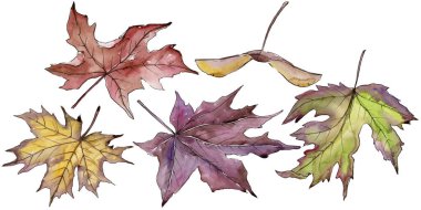 Akçaağaç yaprağı. Yaprak bitki botanik bahçe çiçek yaprakları.