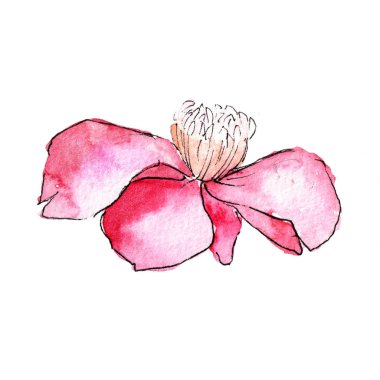 Pembe kamelya. Botanik çiçek. İzole vahşi bahar yaprak kır çiçeği.