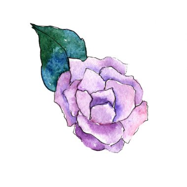 Mor kamelya. Botanik çiçek. İzole vahşi bahar yaprak kır çiçeği.