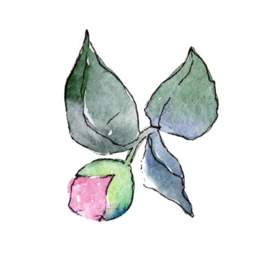 Pembe kamelya. Botanik çiçek. İzole vahşi bahar yaprak kır çiçeği.