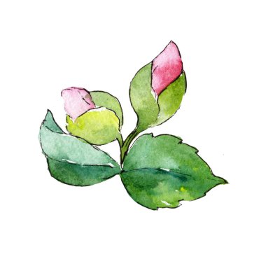 Pembe kamelya. Botanik çiçek. İzole vahşi bahar yaprak kır çiçeği.