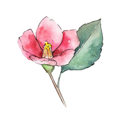 Pembe kamelya. Botanik çiçek. İzole vahşi bahar yaprak kır çiçeği.