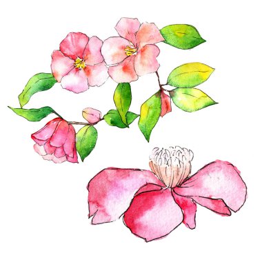 Pembe kamelya. Botanik çiçek. İzole vahşi bahar yaprak kır çiçeği.