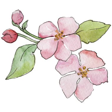 Pembe kiraz çiçekleri. Botanik çiçek. İzole vahşi bahar yaprak kır çiçeği.