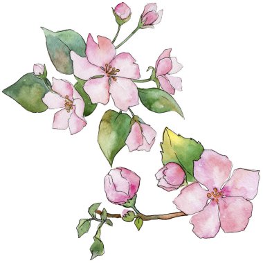 Pembe kiraz çiçekleri. Botanik çiçek. İzole vahşi bahar yaprak kır çiçeği.