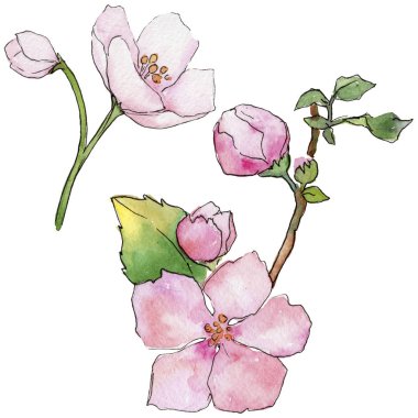 Pembe kiraz çiçekleri. Botanik çiçek. İzole vahşi bahar yaprak kır çiçeği.