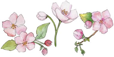 Pembe kiraz çiçekleri. Botanik çiçek. İzole vahşi bahar yaprak kır çiçeği.