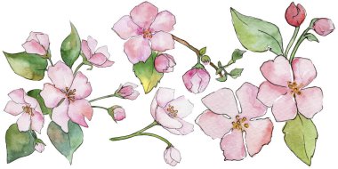 Pembe kiraz çiçekleri. Botanik çiçek. İzole vahşi bahar yaprak kır çiçeği.