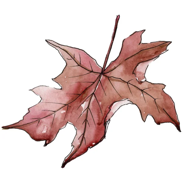 Maple leaf. Leaf plant botanical garden floral foliage. — Stock Photo, Image