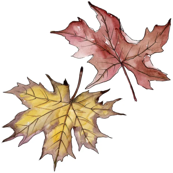 Akçaağaç yaprağı. Yaprak bitki botanik bahçe çiçek yaprakları.